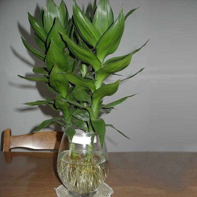 富贵竹几根合适 e8458ddd5ee24e928765459f2a42e304.jpeg