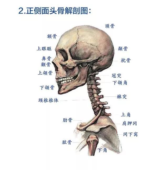 头部骨骼:头部是靠头骨支撑起来的,头部外表的凹凸起伏都是源于内部的