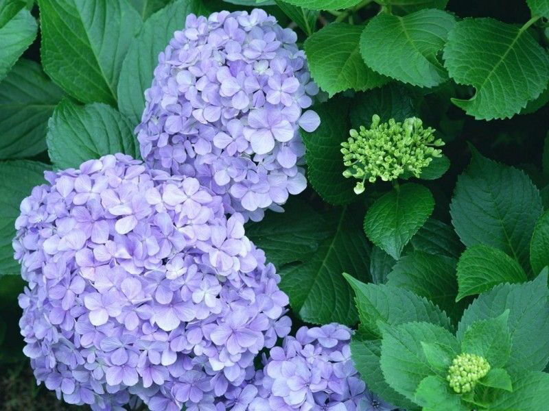 啥是花色球 f8c96e03c0bb4111a44b0f0b02e60518.png