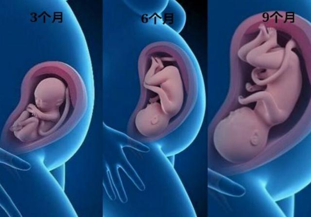 原创胎儿3个月,6个月,9个月区别多大,看完这三张图,着实令人感动