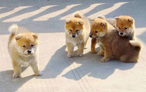 一月小狗能不能补充维生素d