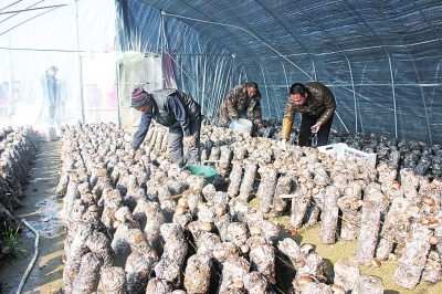 东岸乡人口_东岸乡光武村杨庄