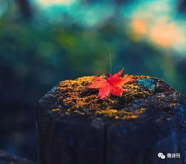 一叶落知天下秋,十四首唯美的落叶诗词,落叶美,诗词更