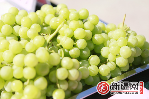 葡萄人均_葡萄卡通图片(3)