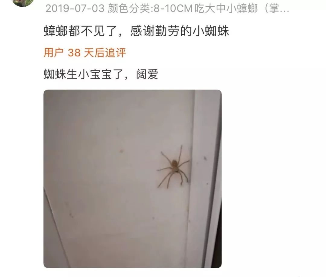 当代人为什么爱养蜘蛛？