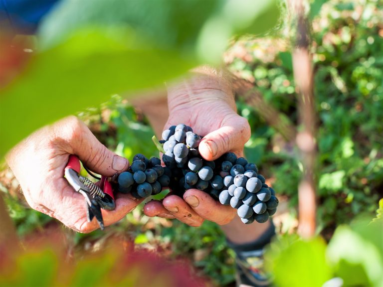 #�߽��ʸ���AOC����# �ƱȰ�(Corbi��res)