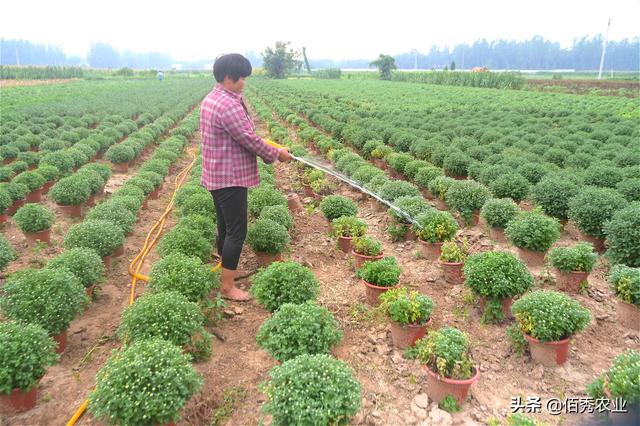 盆栽菊花枯萎病频发,3种实用防治技巧,助农民朋友解决