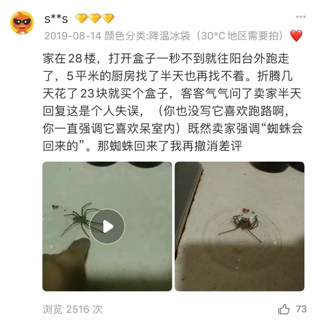 当代人为什么爱养蜘蛛？