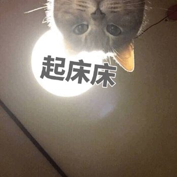 猫咪喊你起床表情包起床了吗