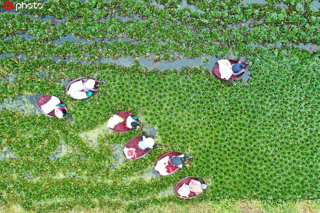 江苏淮安暑时节采菱 高空俯拍宛若一幅美丽画卷