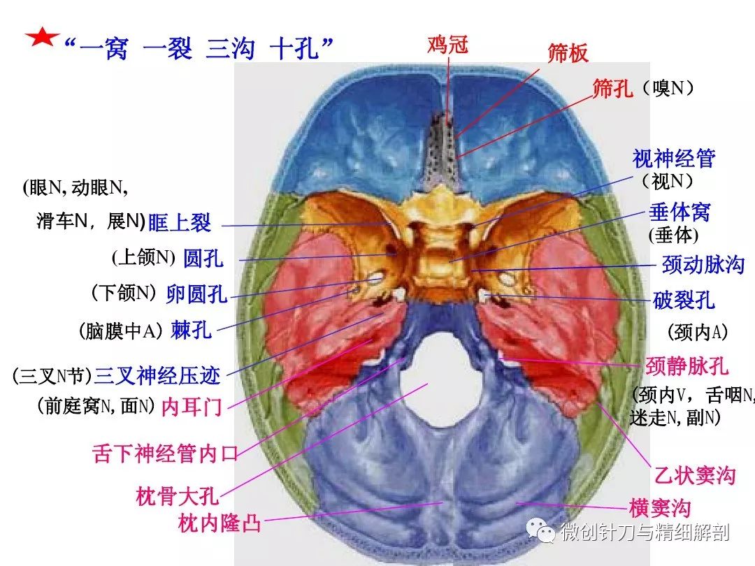 人体解剖学-颅骨