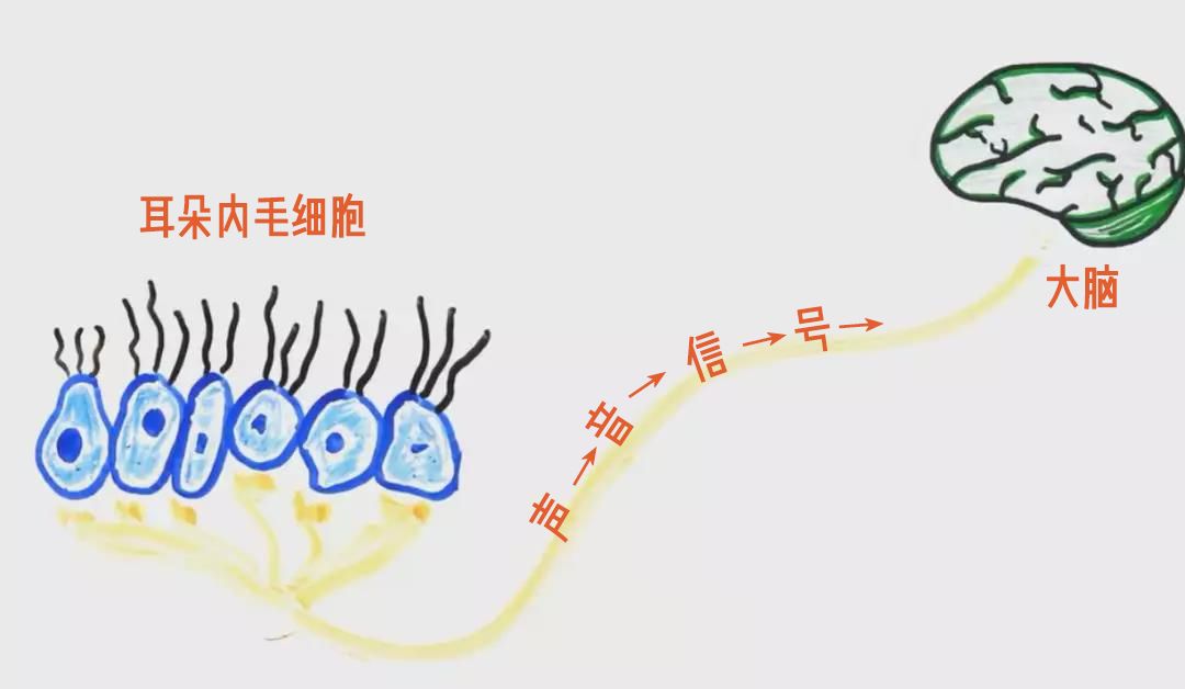 耳朵人口_人口普查(3)