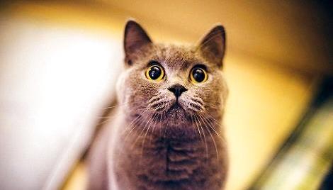 什么时候给猫咪喂益生菌 3bcf4cc7e96b429286e89849719366ba.jpeg