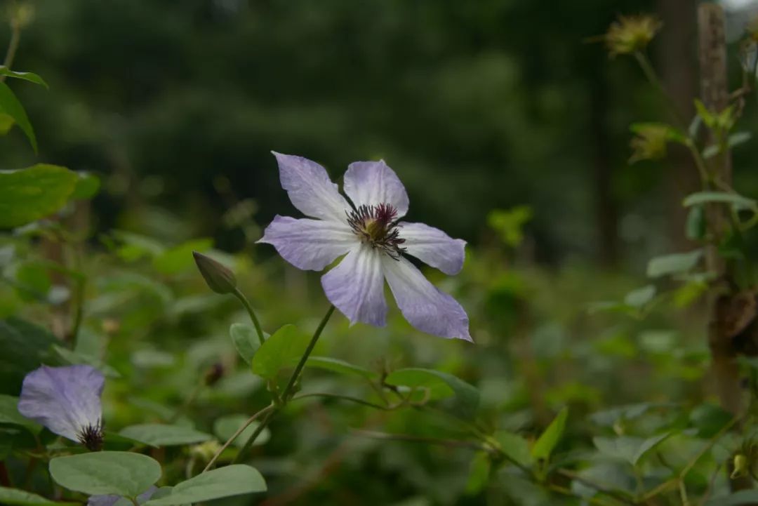 盛夏里开花的铁线莲夏日小清新