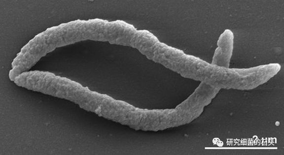 收藏56张图片带您认识细菌长啥样