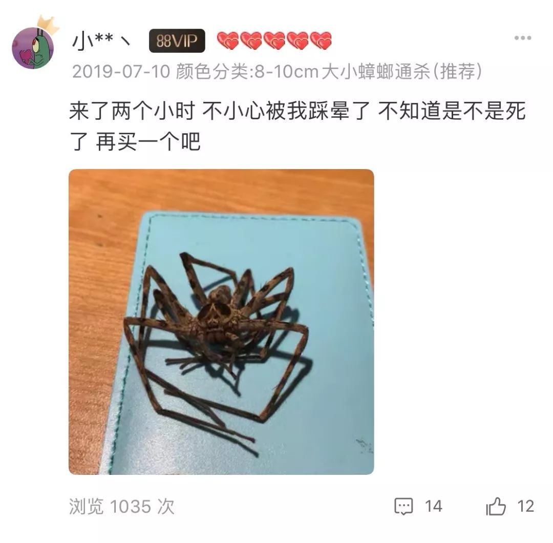 当代人为什么爱养蜘蛛？