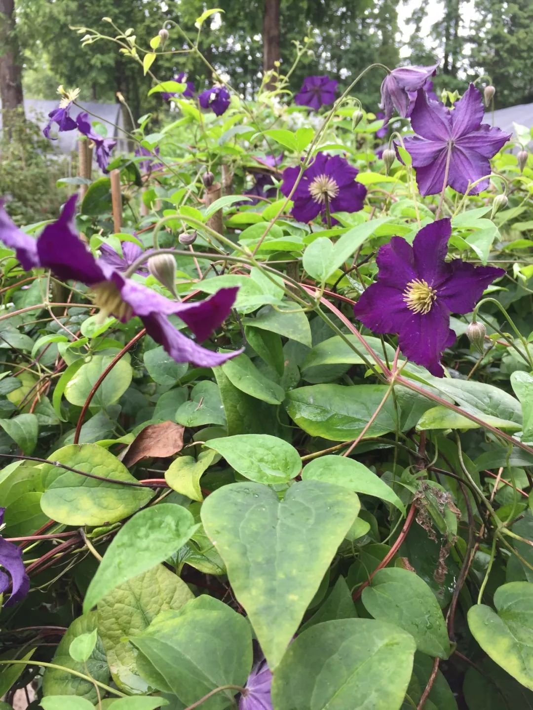 盛夏里开花的铁线莲夏日小清新