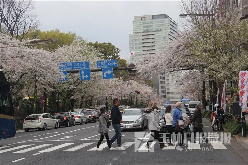 日本东京街头樱花 51c7fb6c8f9649fc8678e826f2100d32.jpeg