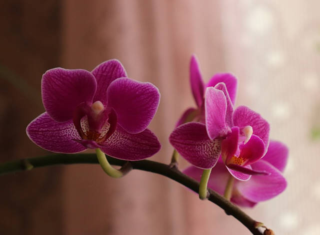 蝴蝶兰半死不活,土配对了么?!