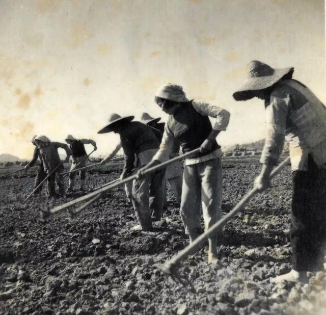 70年70个瞬间丨农业改造松江这样做内有大量珍贵老照片