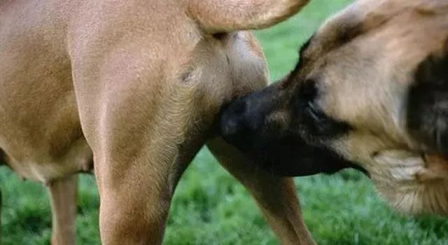 狗咬屁股猜成语_看图猜成语