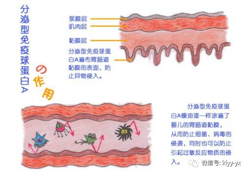                     母乳宝宝免疫力强原来是因为它…