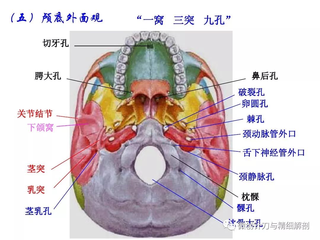 人体解剖学-颅骨