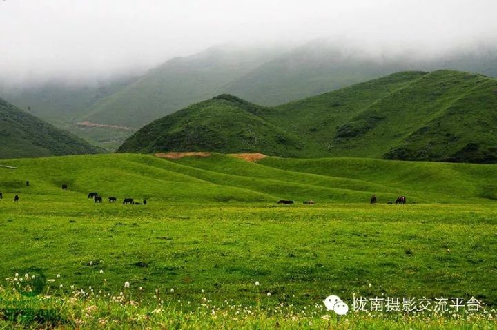 到陇南去,到草原去