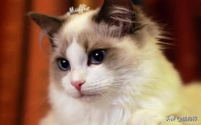 猫咪吃什么容易长大 747e8523e5ba4443bcb3420d98fb5e8d.jpeg