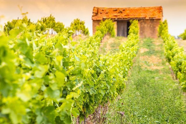 #�߽��ʸ���AOC����# �ƱȰ�(Corbi��res)