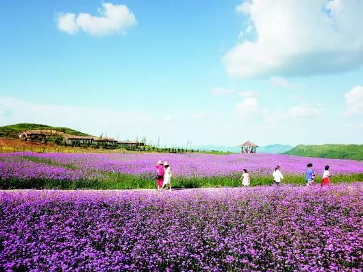 花海的图片高清大图 7ab6b9fb37ef4e1596afb3ebccdf1407.jpeg