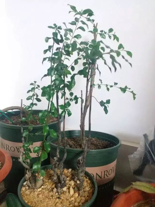盆景设计i 金弹子阴芽这样玩才有味道,桩材造型要因材
