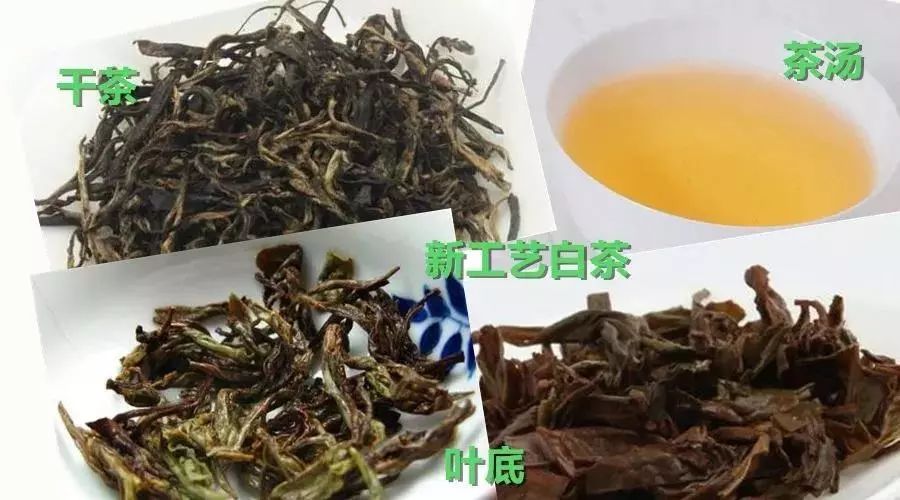 新工艺白茶不如传统白茶好喝二者难道只有工艺上的差别吗