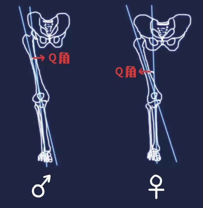 「耻骨弓的角度」越小,下肢相对更僵硬.