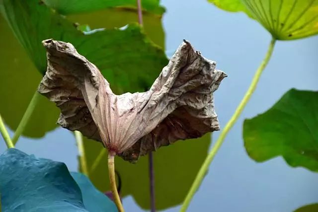 咏残荷风无情雨无情洛阳荷塘悲秋花凋零