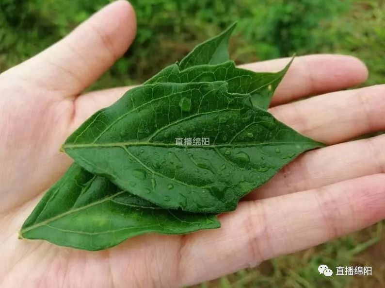 臭黄荆竟是香饽饽 这片"神奇叶子"竟亮相央视