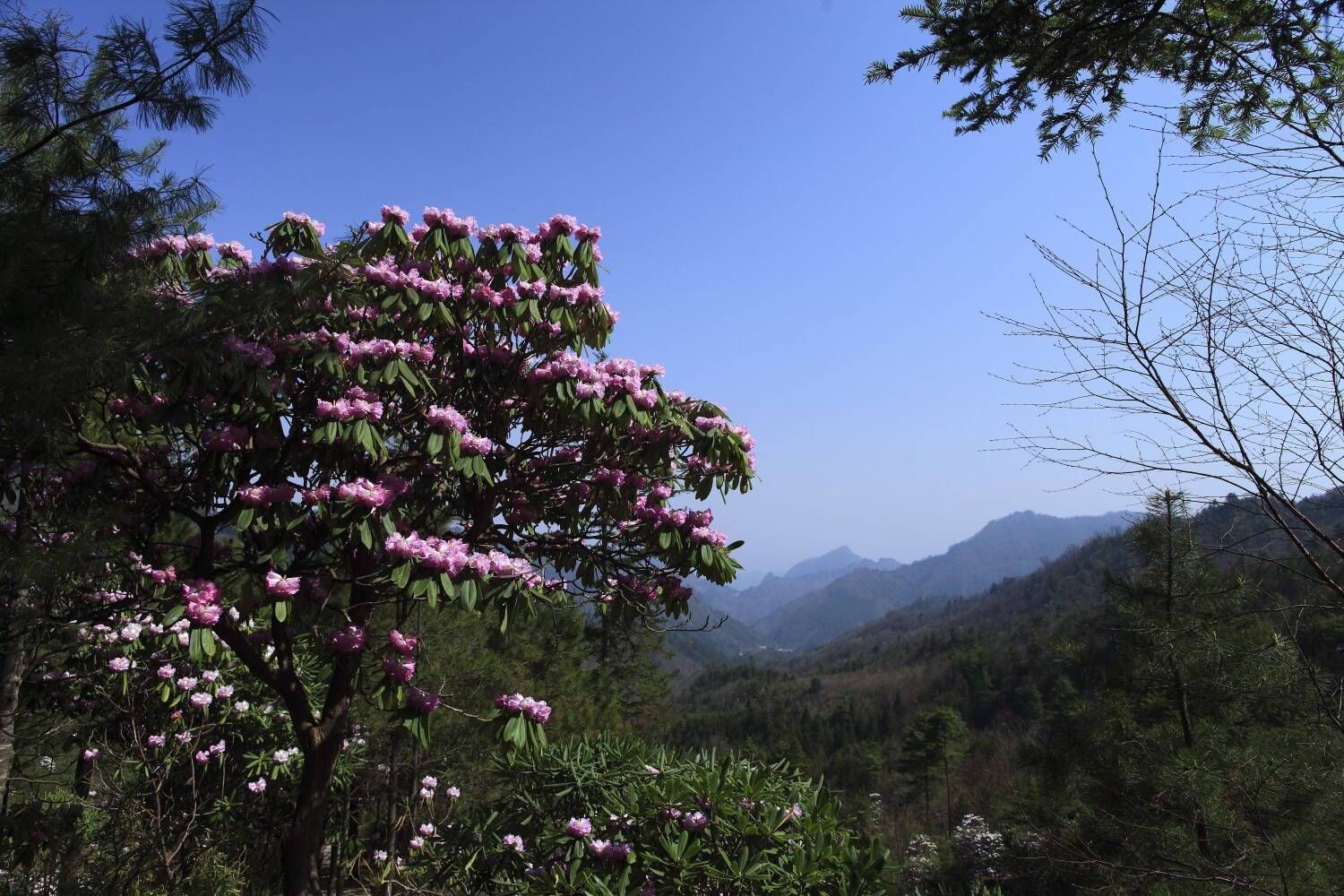 秦岭罕世奇观尽在木王山国家森林公园