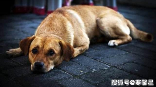 中華田園犬到底做錯了什麼？憑什麼被世界除名？ 寵物 第6張