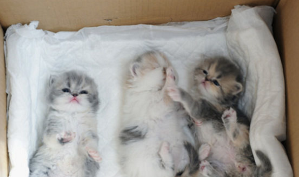 新生幼猫夭折的8种原因 以及预防方法 仔猫