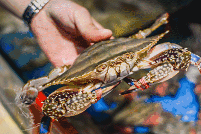 梭子蟹几月份开始到几月份结束 b39a83cc218d4457b39ed152ca2d8ffd.gif