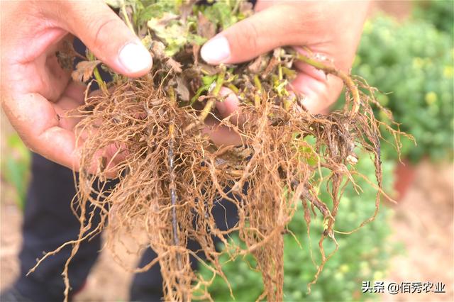 盆栽菊花枯萎病频发,3种实用防治技巧,助农民朋友解决