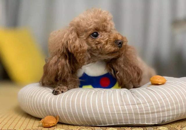 狗为啥会得心脏病 ba295694fa4b4f2db4c6c4a1af062b31.jpeg