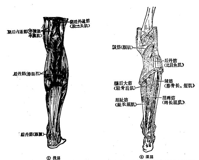 足底有趾筋(蹬展肌,短屈肌,躑收肌),脚掌筋〔跖方肌,蚓状肌,骨间背侧