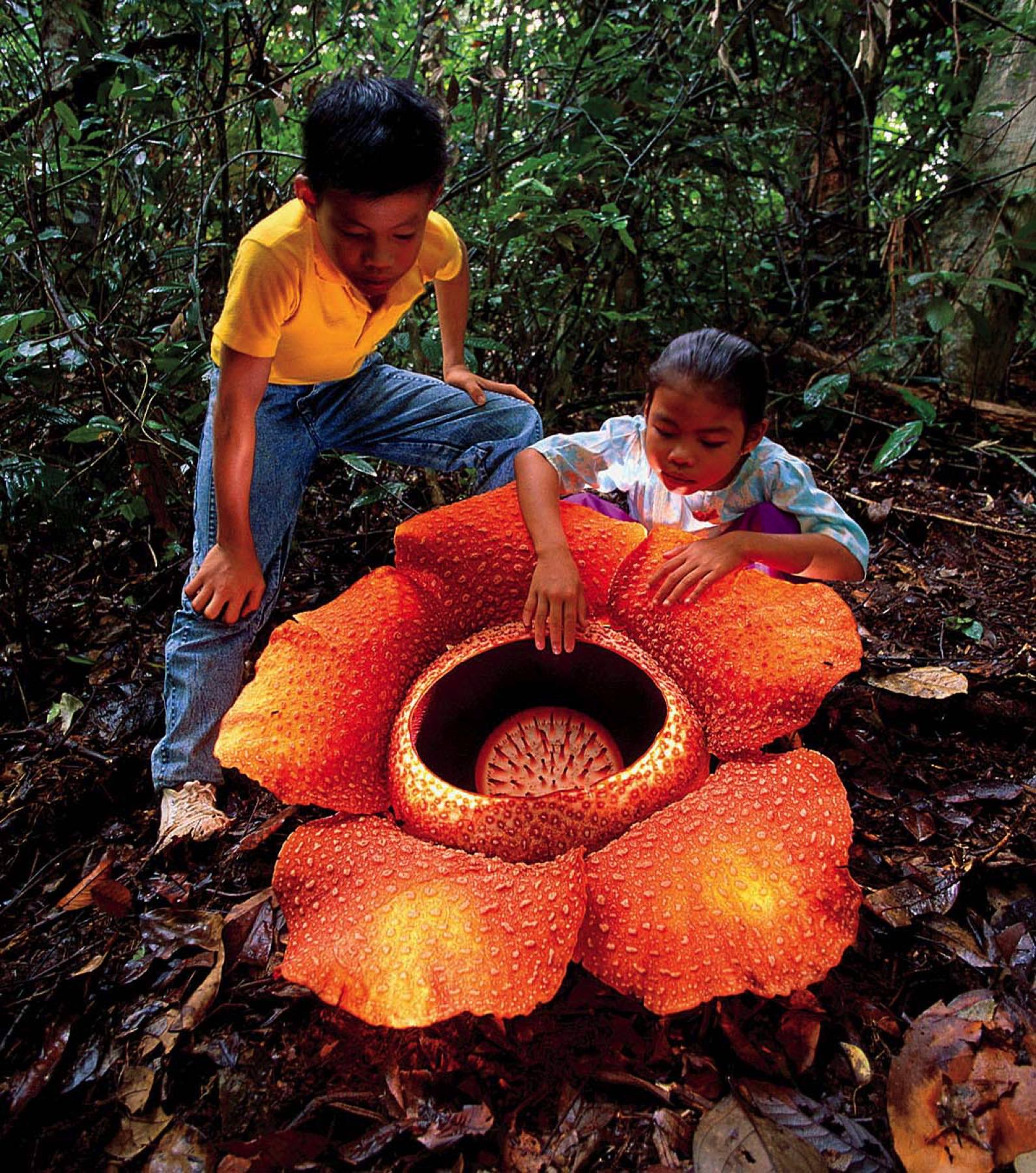 rafflesia arnoldii 大王花