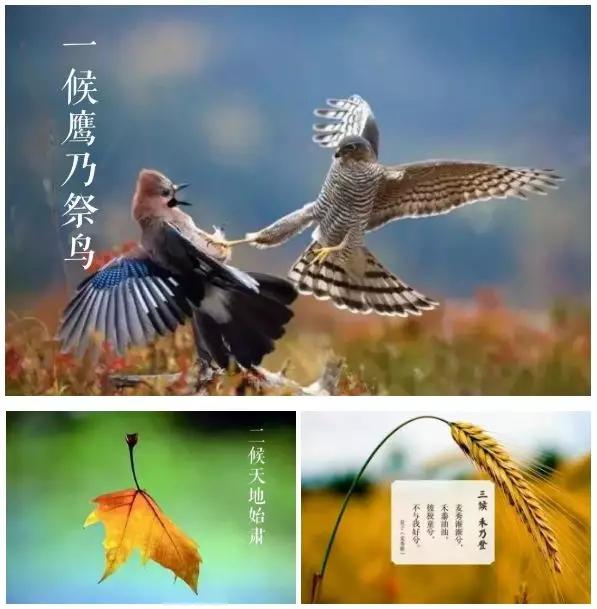 古代,人们将处暑分为三候:物 候处暑,暑气至此而止矣.