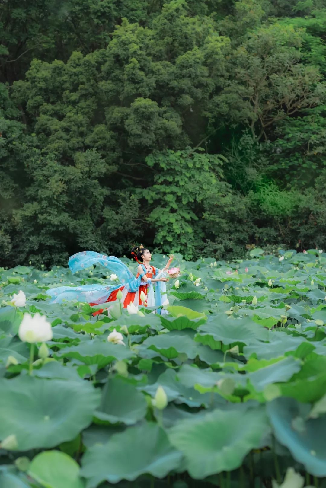 瑶池仙,荷花仙境出一组神仙片子|汉服摄影