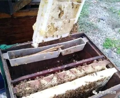 蜜蜂为什么在蜂箱内壁上 d1c8b3e40cc94a2a8419fdeec138ea01.jpeg