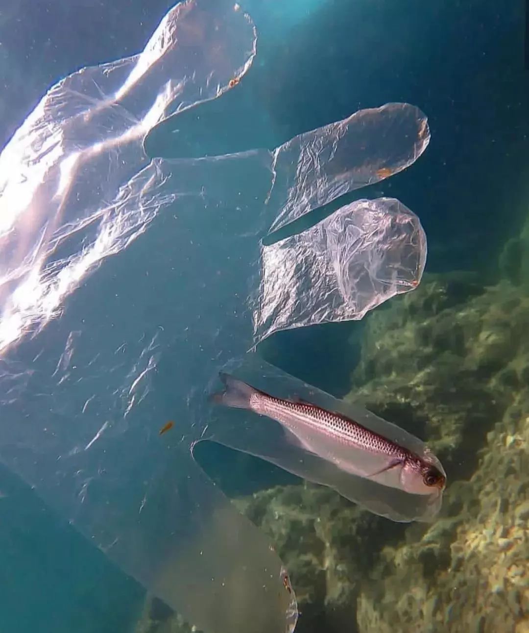 鱼多久不吸氧会死 d9a8fcd1aa3946ada432da4084014b67.jpeg