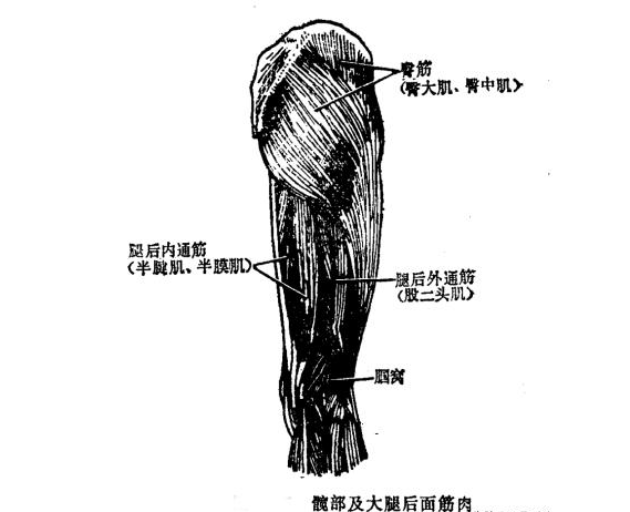 筋柔才能骨正要正骨先揉筋那么人体的筋肉你知道多少呢