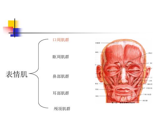 吞咽障碍的患者如何家居照护 【解剖图】吞咽动作图,无水印高清!
